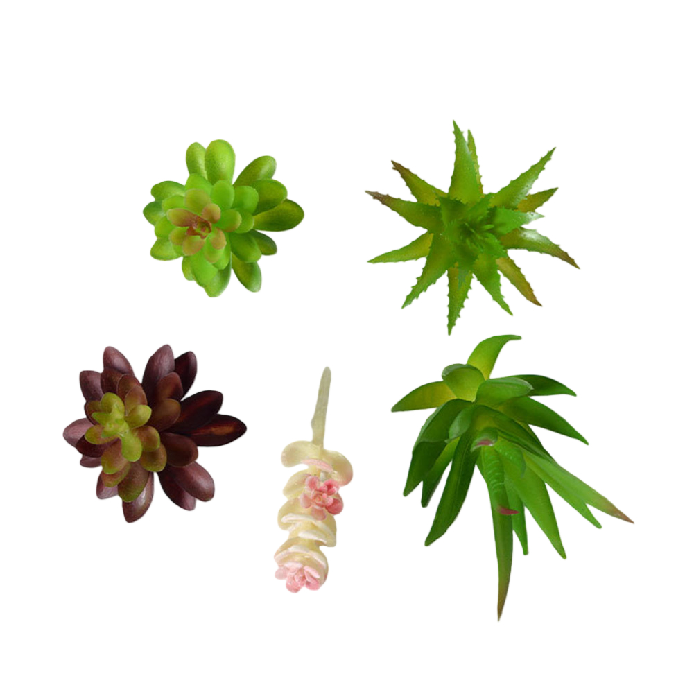 พลาสติกสำหรับจัดวางต้นไม้ขนาดเ - Succulent Arrangement Mini บทวิจารณ์และราคา