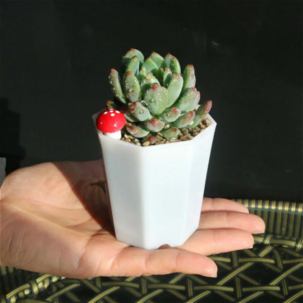 กระถางดอกไม้พลาสติกขนาดเล็ก 10 - Succulent Arrangement Mini บทวิจารณ์และราคา