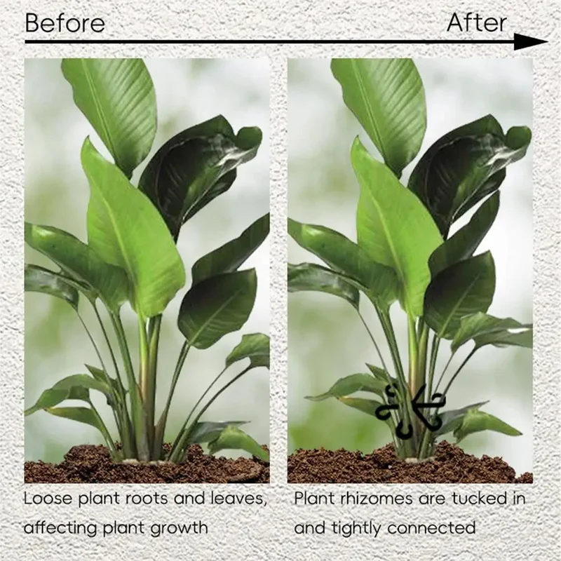 ที่ค้ำใบอะโลคาเซีย มอนสเตอร่า  - Variegated Monstera Node บทวิจารณ์และราคา