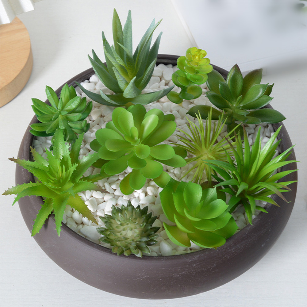 กระถางต้นไม้จิ๋วสวยงามสำหรับจั - Succulent Arrangement Mini บทวิจารณ์และราคา