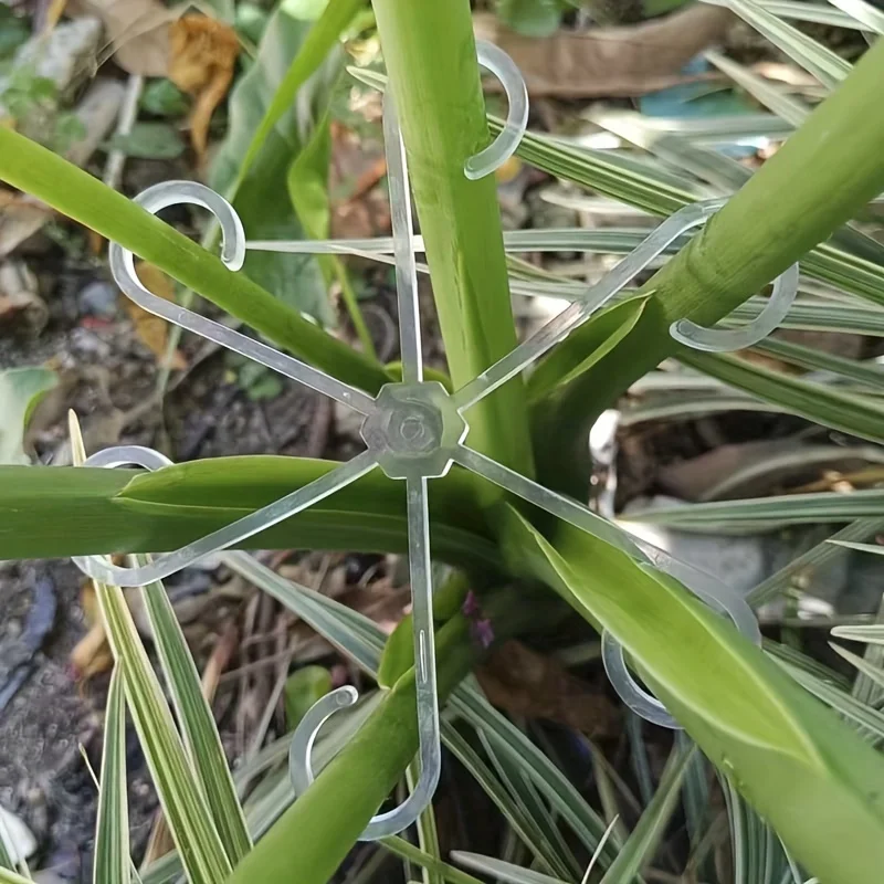 คลิปหนีบต้นไม้เลื้อย 4 ชิ้น ชุ - Variegated Monstera Node บทวิจารณ์และราคา