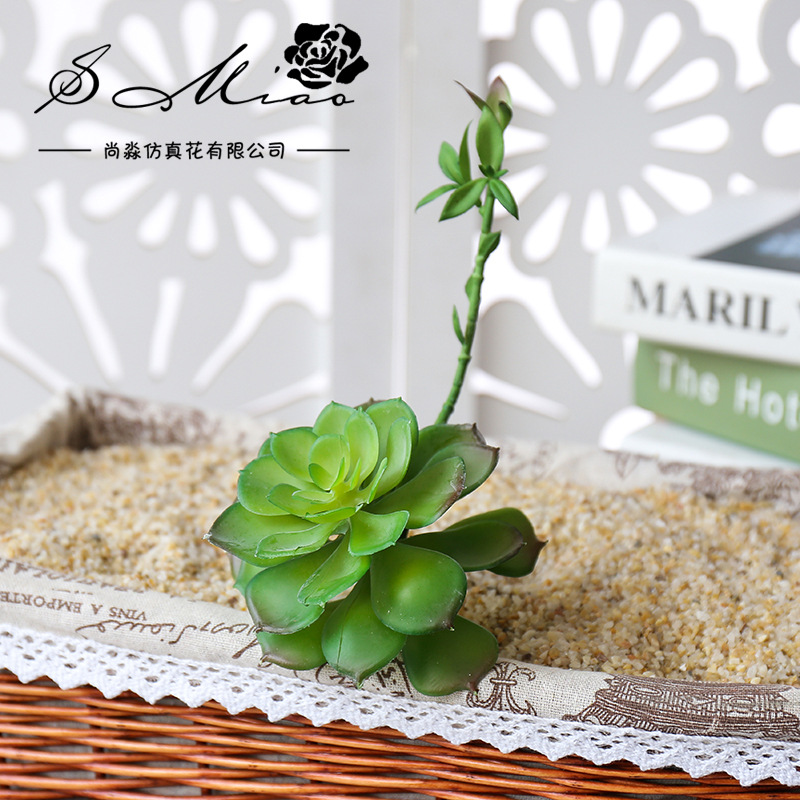 Wusmart Zhong Shi Lian ต้นไม้อ - Succulent Arrangement Mini บทวิจารณ์และราคา