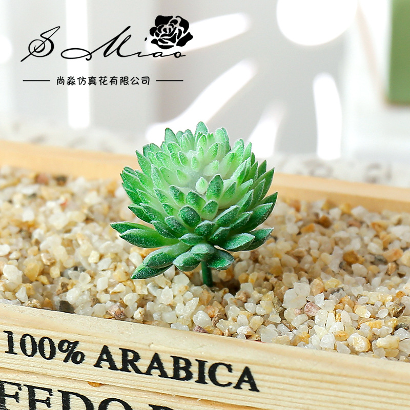Wusmart Ji WA Lian ไม้อวบน้ำปร - Succulent Arrangement Mini บทวิจารณ์และราคา