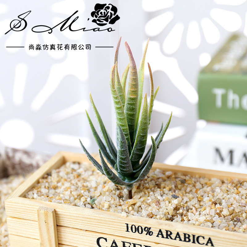 วูสมาร์ท แบน มา ลู่ ฮุย ต้นไม้ - Succulent Arrangement Mini บทวิจารณ์และราคา