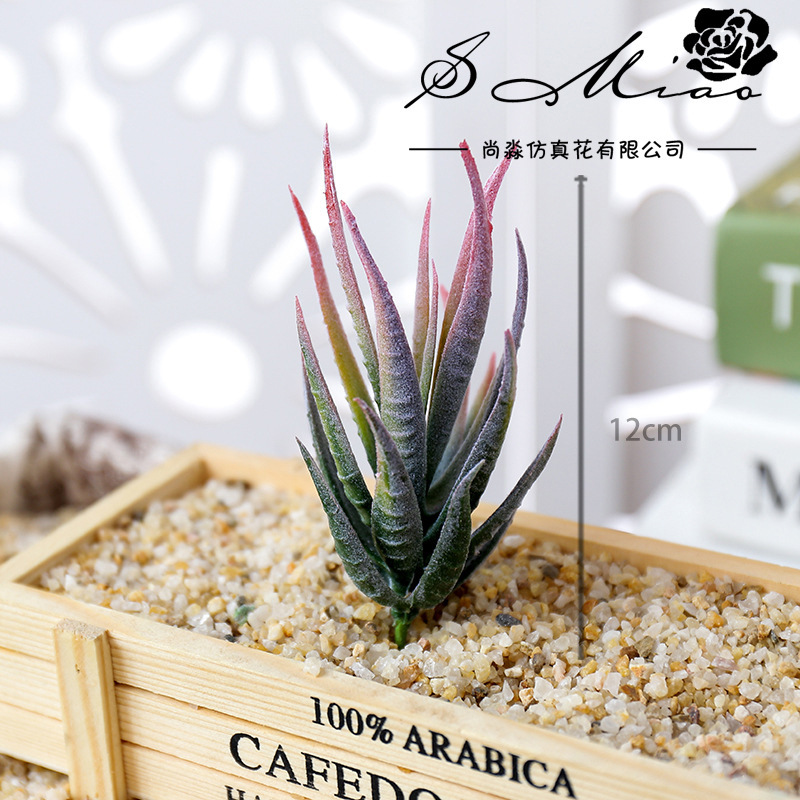 วูสมาร์ท แบน มา ลู่ ฮุย ต้นไม้ - Succulent Arrangement Mini บทวิจารณ์และราคา