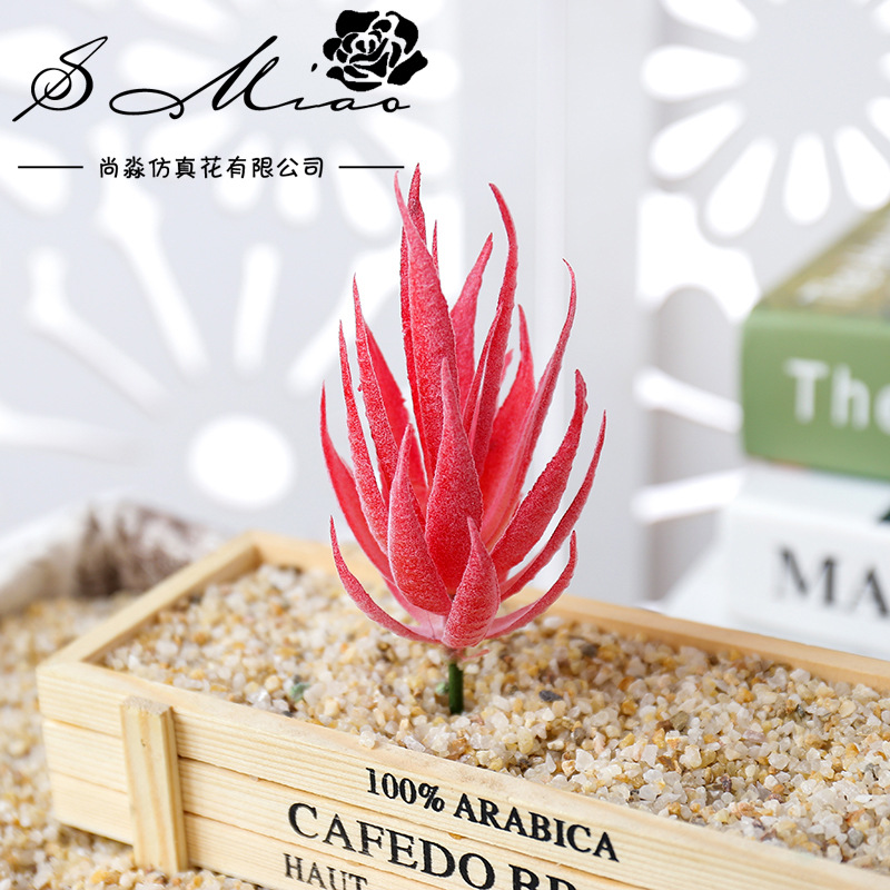วูสมาร์ท แบน มา ลู่ ฮุย ต้นไม้ - Succulent Arrangement Mini บทวิจารณ์และราคา